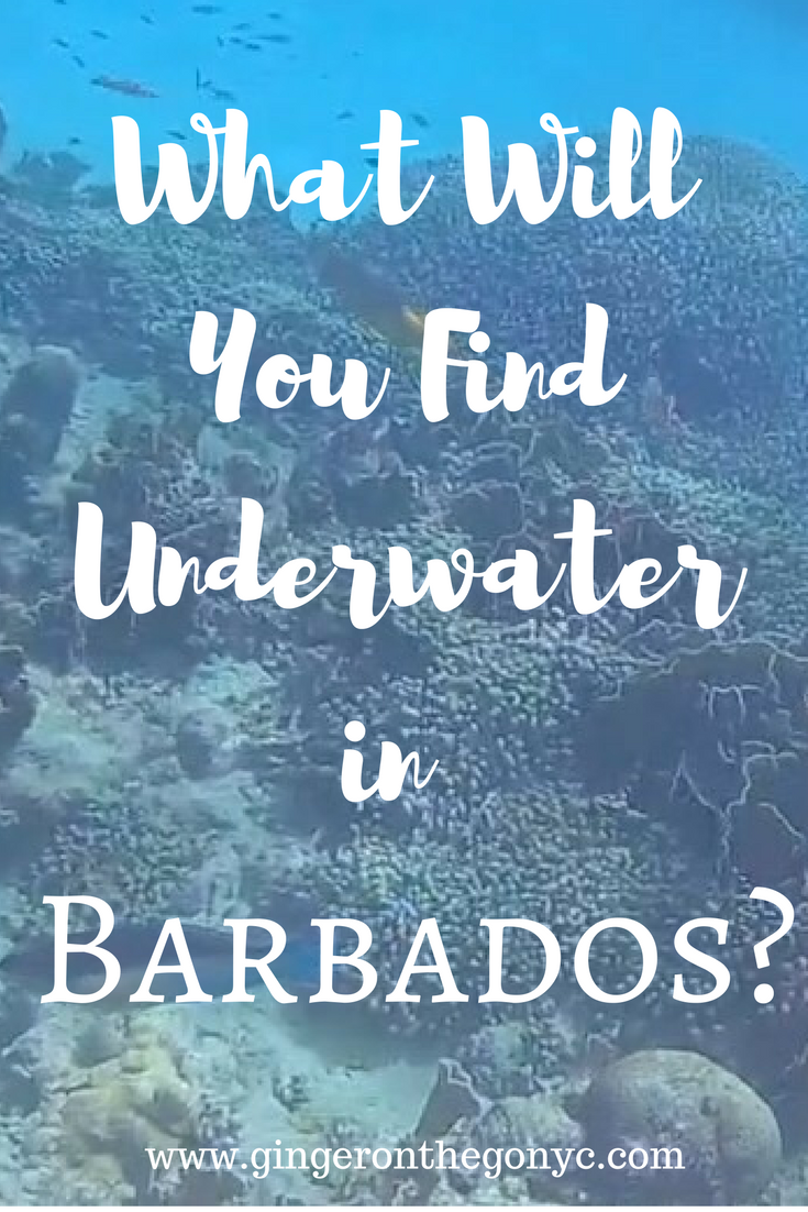 what-will-you-find-underwater-in-2
