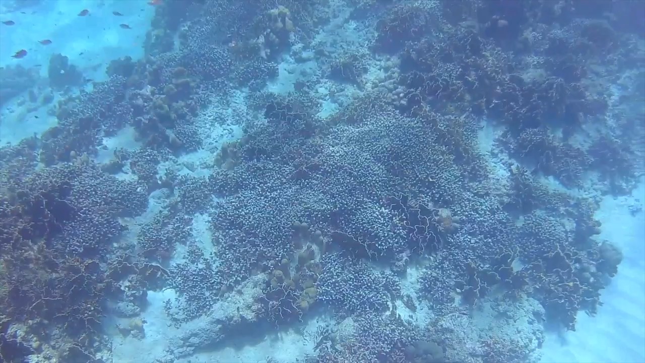 reef-barbados-2
