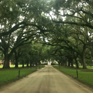 Mount Pleasant Day Trip Boone Hall Avenue of Oaks
