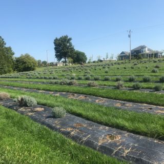 Lavender Farm Missouri